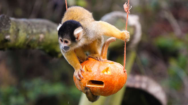 A squirrel monkey enjoys pumpkin treats