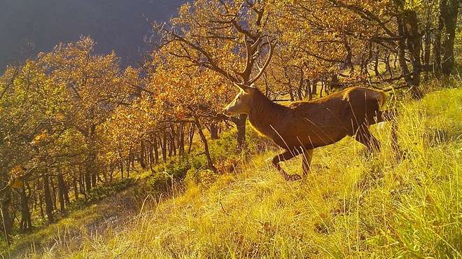 Photo - Camera trap image of a large red deer with antlers, walking through a grassy field with trees in the background