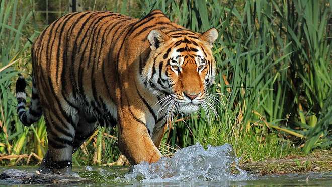 Amur tiger Botzman at ZSL Whipsnade Zoo