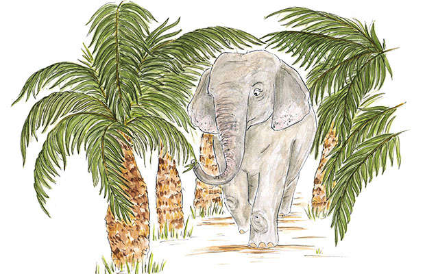 Shanti the elephant 