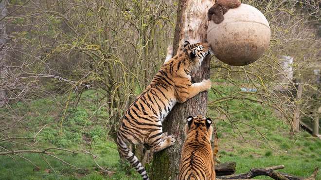 An Amur tiger climbs a tree to get to enrichment