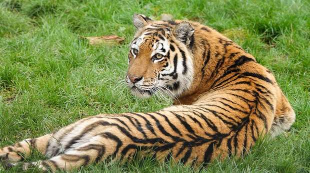 Naya the Amur tiger at ZSL Whipsnade Zoo