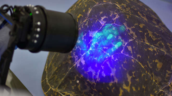 Photo - UV light shining on turtle shell, revealing a hand-print