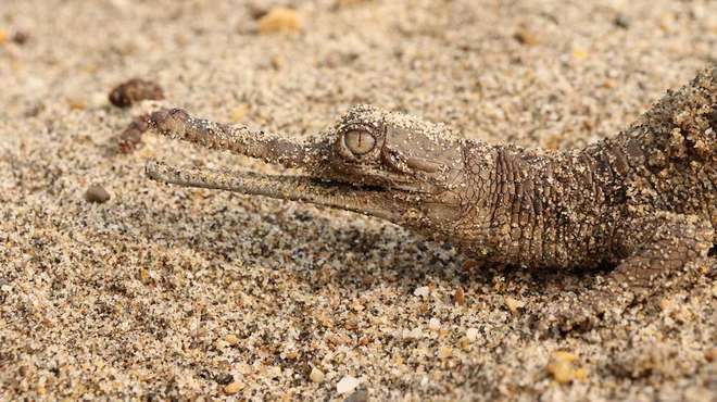 Photo - Close up photo of a small, brown baby gharial on sand.