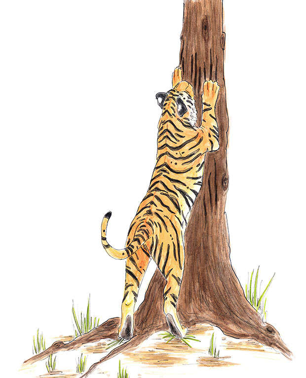Kemala the tiger