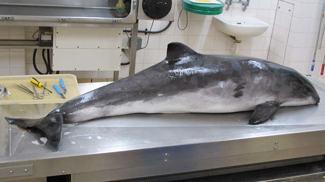 A harbour porpoise ready for postmortem at ZSL