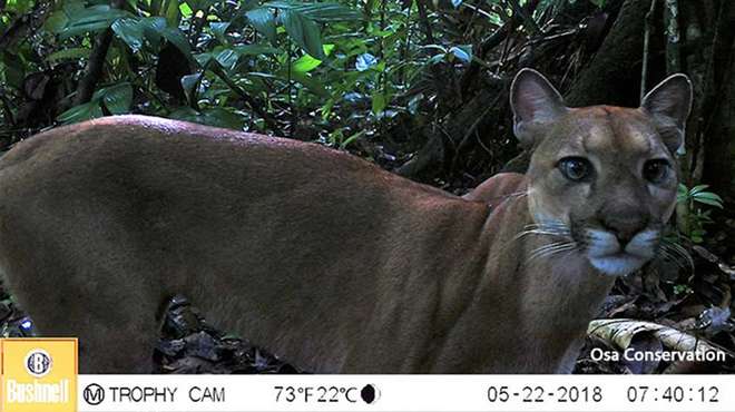 Photo - Close up camera trap image of a puma looking at the camera, with close forest behind it.