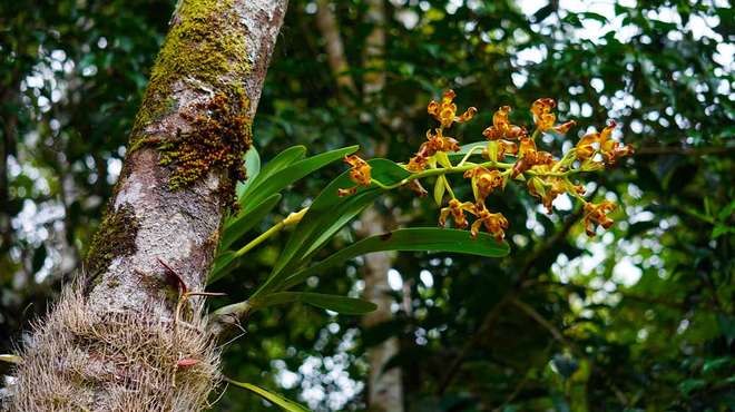 Photo - Wild orchid (Grammangis ellisiiof) flowering on a tree trunk in a rain forest in Madagascar.