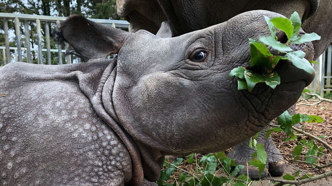 Baby greater one-horned rhino, Zhiwa, at ZSL Whipsnade Zoo