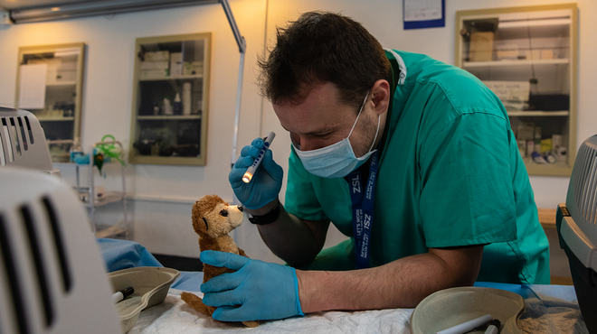 A meerkat soft toy is treated by Vets as part of our Vets in Action activities
