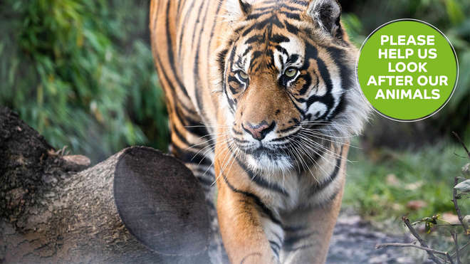 Tiger at London Zoo - please donate 