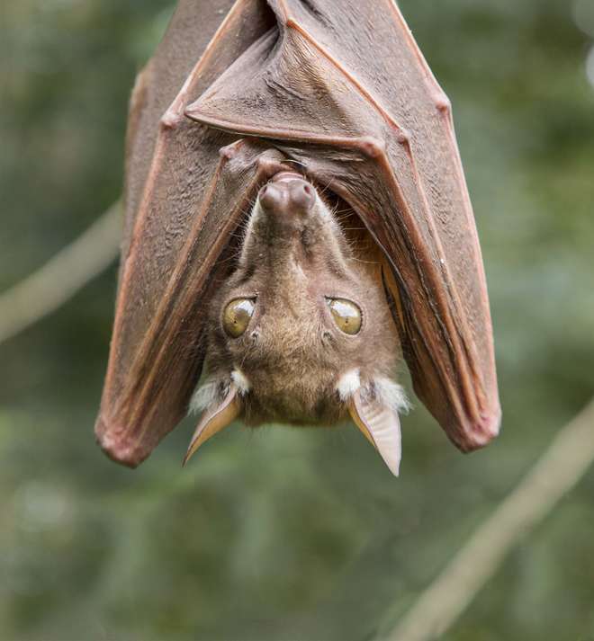 straw-coloured fruit bat hangs upside down