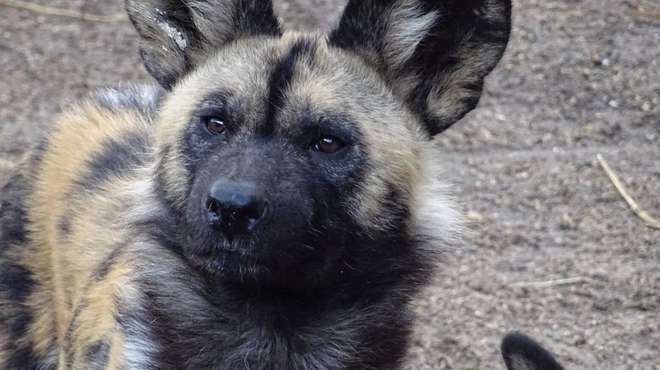 Picture of an African wild dog