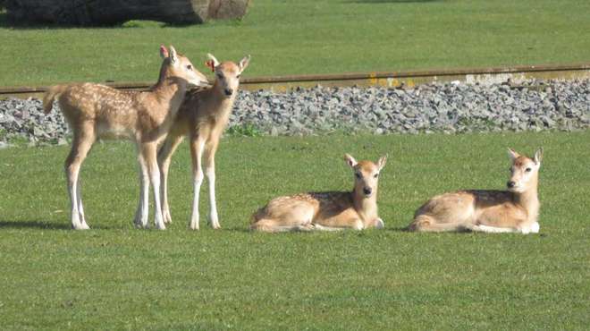 Three deer fawns sat on grass