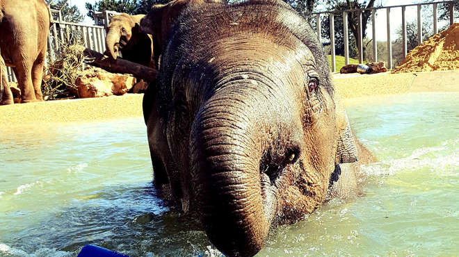 Elizabeth the elephant plays in the pool at ZSL Whipsnade Zoo
