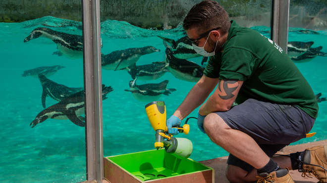 Zookeeper in mask disinfects the edge of the penguin enclosure