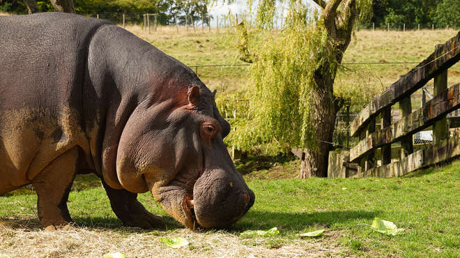 Hoover the hippo enjoys his cabbages at ZSL Whipsnade Zoo