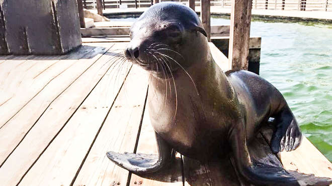 baby sealion on wooden deck