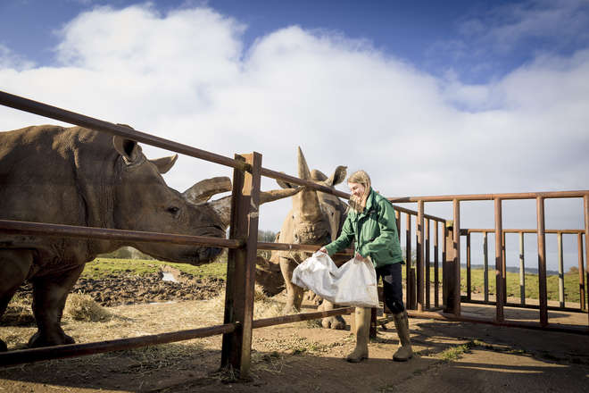 Charlotte (keeper) feeds white rhino females Mikumi (left) and Tuli (right) from a bag of hay. Photo by Wil Amlot 