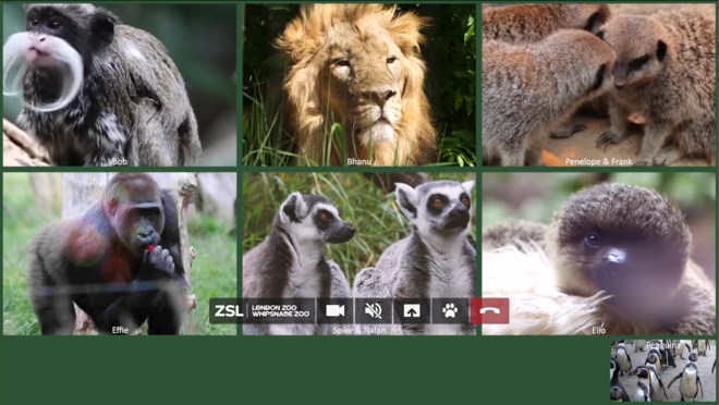Animals all attending a Zoom call online