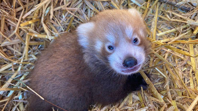 A red panda cub has been born at ZSL Whipsnade Zoo
