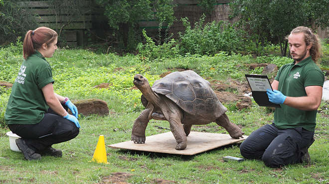 Galapagos tortoise Polly is weighed by keepers Joe Capon and Charli Ellis and comes in at 116.7kg