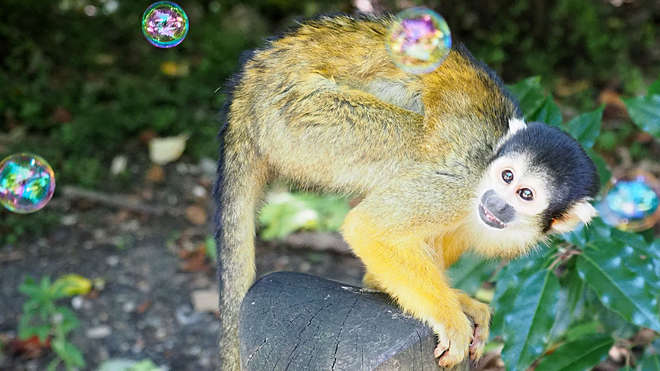 squirrel monkey looking up at bubbles in the air