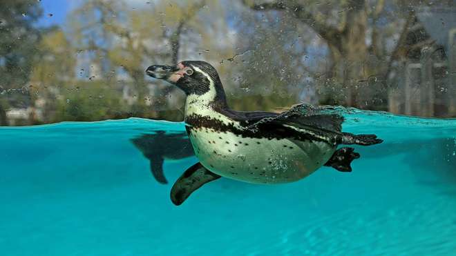 ZSL London Zoo's Humboldt penguin swimming in the clear blue water at Penguin Beach