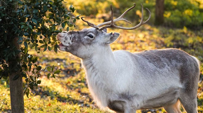 Heidi the reindeer at ZSL Whipsnade Zoo