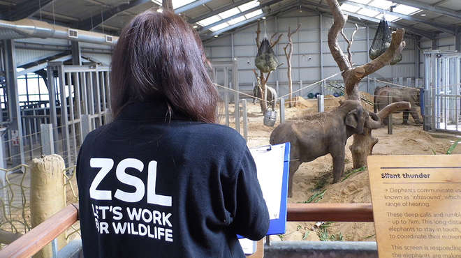 ZSL researcher observes elephants