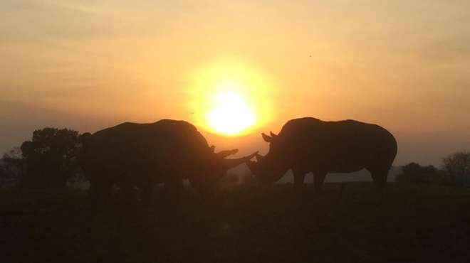 Southern white rhinos Sizzle and Jaseera pose in front of a sunset at ZSL Whipsnade Zoo