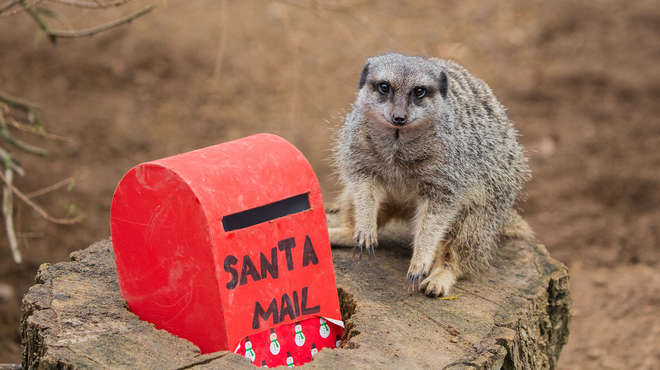 A meerkat poses by a post box at ZSL London Zoo