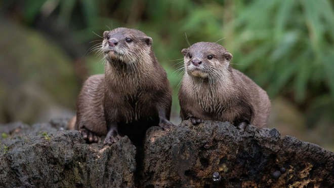Two otters at ZSL London Zoo