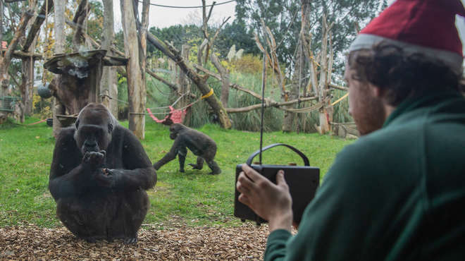 Gorillas at ZSL London Zoo choose Christmas No.1