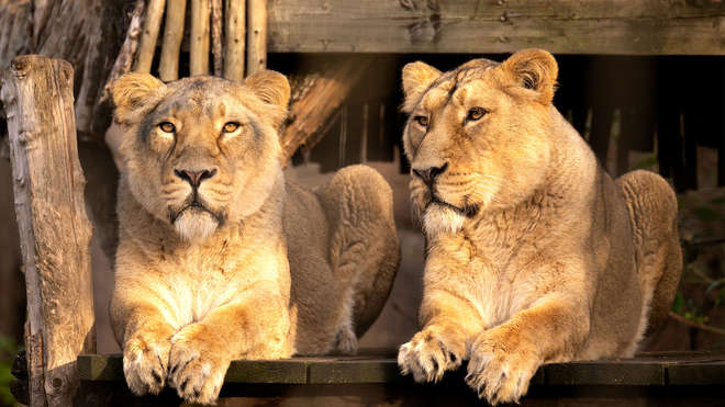 two female lions sat on a ledge