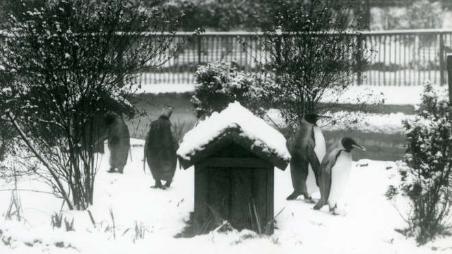 1927 - King Penguins walking, between their shelter and shrubs,  in the snow at London Zoo