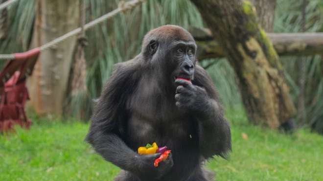 Gorillas tuck into veggie breakfast at ZSL London Zoo