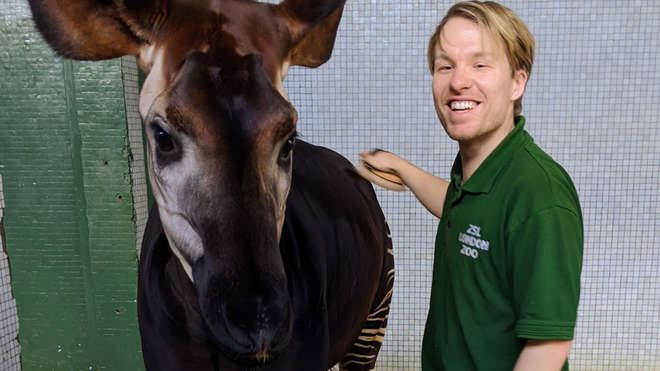 Zookeeper with an okapi