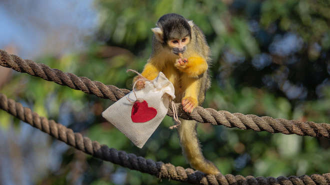 A squirrel monkey poses with Valentine's bag filled with treats at ZSL London Zoo