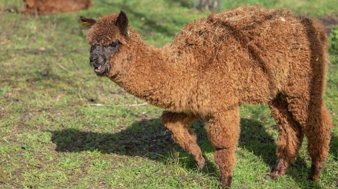 A fluffy light brown alpaca in need of a name at ZSL London Zoo