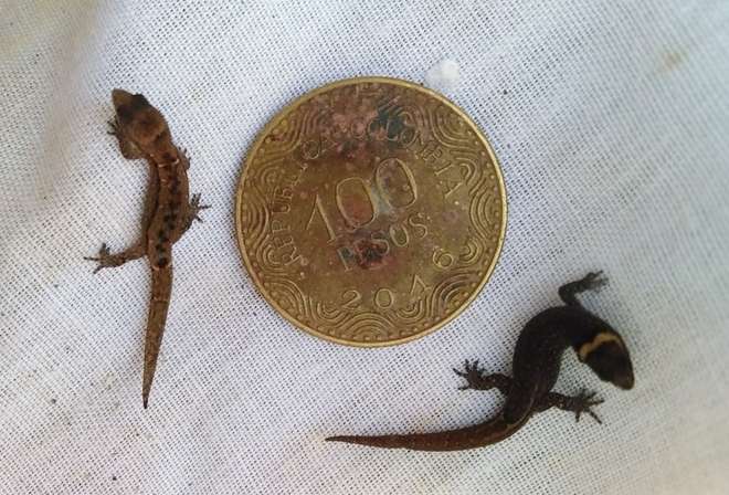 Two Colombian Dwarf Geckos next to a coin