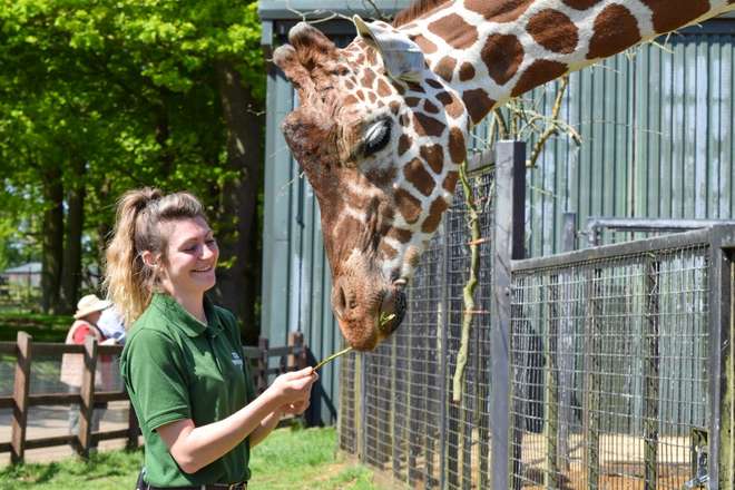 Zookeeper Anusia Acus with giraffe Bashu