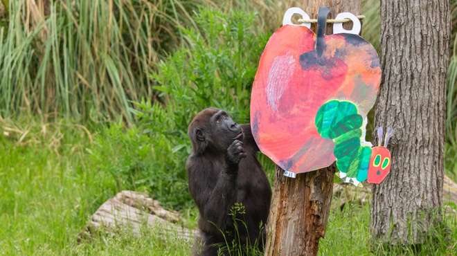Gernot the gorilla helps us celebrate The Very Hungry Caterpillar event
