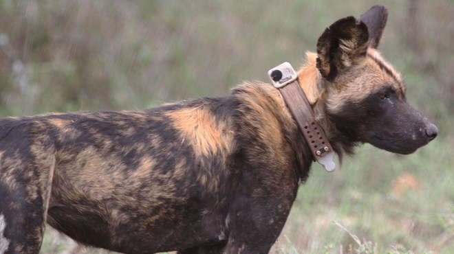 African wild dog with tracking collar