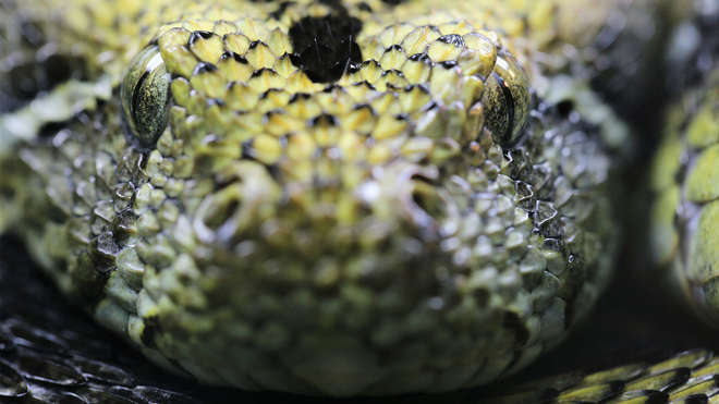 up close snake