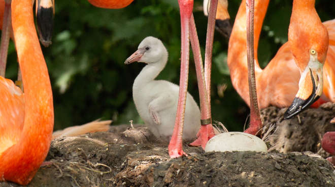 A flamingo chick at ZSL Whipsnade Zoo