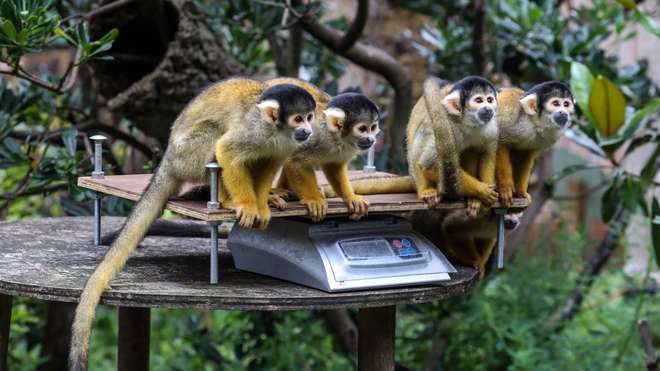Bolivian black-capped squirrel monkeys are weighed at ZSL London Zoo