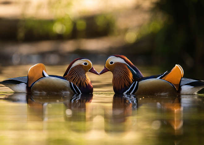 Two Mandarin ducks meet beak to beak on the lake in Richmond Park.