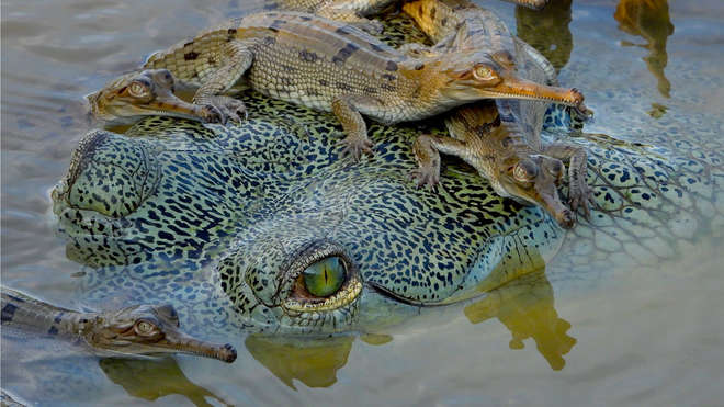 Gharial and hatchlings © Phoebe Griffith