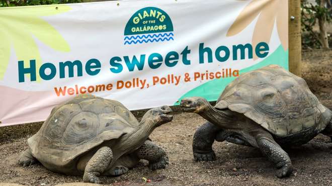 Galapagos tortoises Dolly, Polly and Priscilla enjoy housewarming treat at ZSL London Zoo